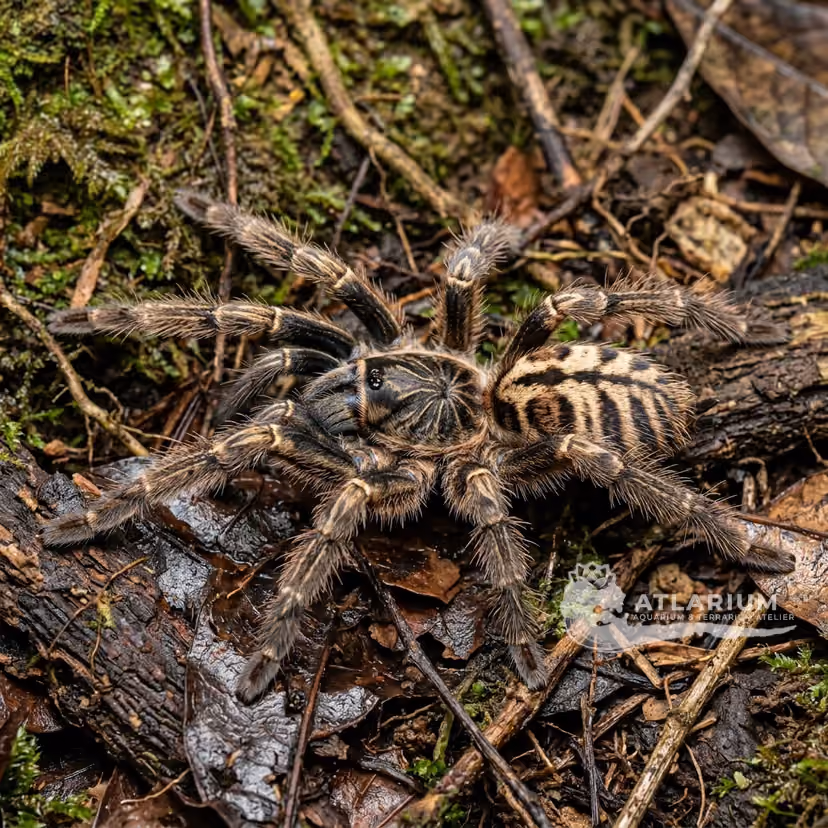 Malaysian Earth Tiger Tarantula (Cyriopagopus schioedtei)