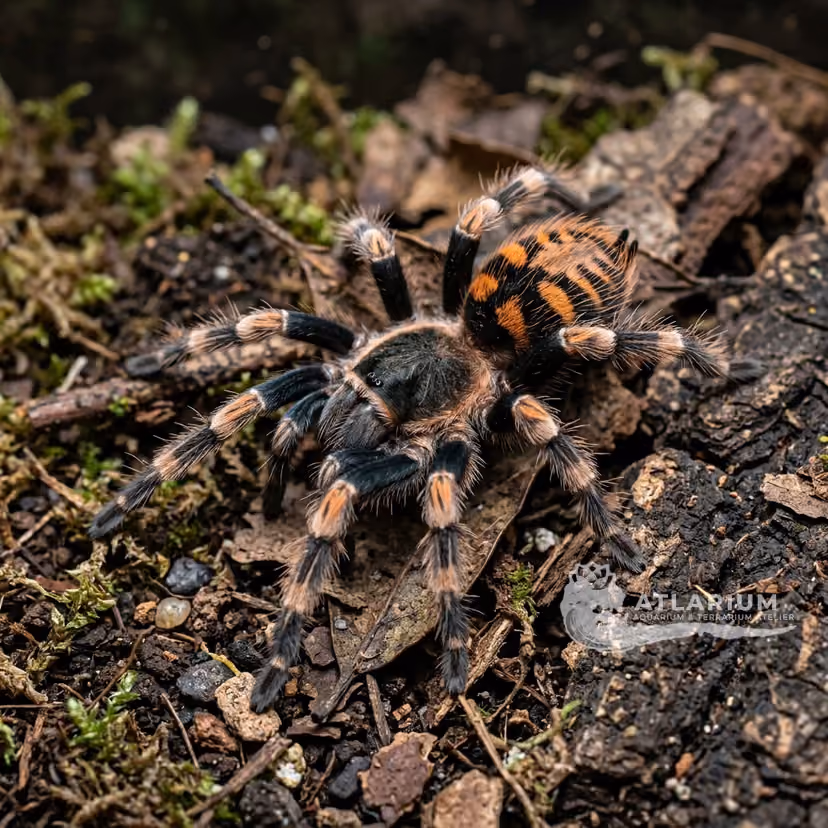 Guatemalan Tiger Rump (Davus pentaloris)