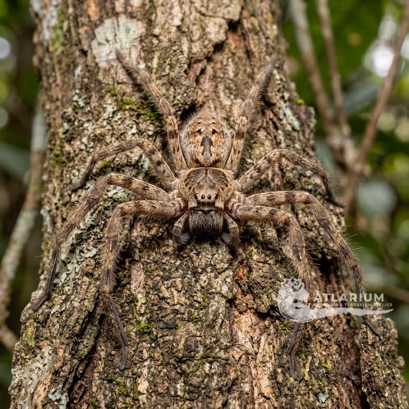 Araña Cazadora Gigante (Heteropoda venatoria) (Heteropoda venatoria)