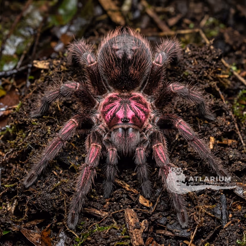 Brazilian Pink Bloom Tarantula (Pamphobeteus sp. Platyomma) (Pamphobeteus sp. "Platyomma")
