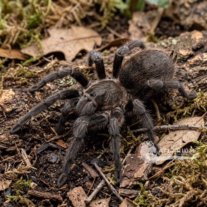 Haitian Brown Tarantula (Phormictopus cancerides)