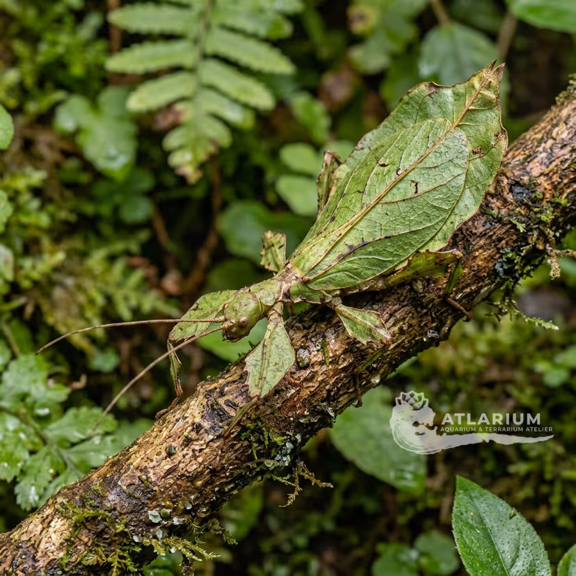 Insetto Foglia Filippino (P. philippinicum) (Phyllium philippinicum)