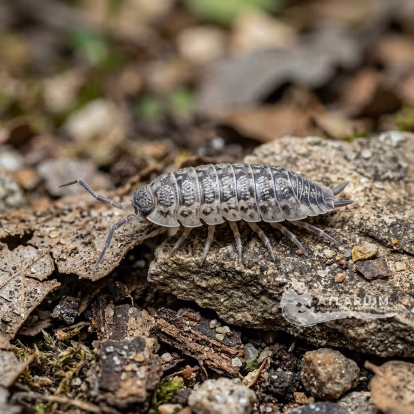 Greek Isopod (Pancake Isopod) (Porcellio werneri)