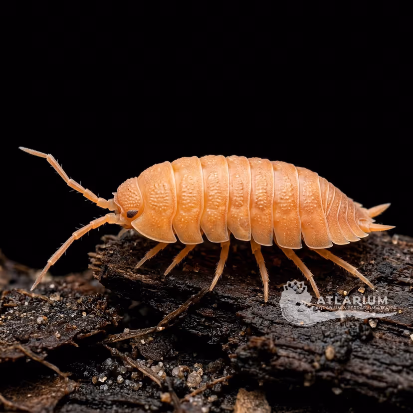 Isopode della Polvere (Porcellionides pruinosus) (Porcellionides pruinosus)