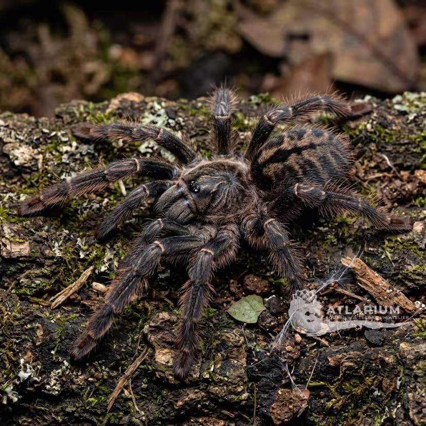 Tarantola Chevron di Trinidad (P. cambridgei) (Psalmopoeus cambridgei)