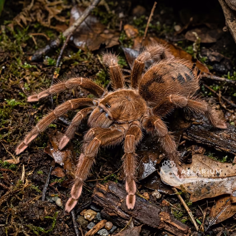 Pinkfoot Goliath Birdeater (Theraphosa apophysis)