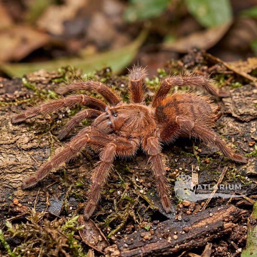 Tarantola Senape Minore di Goa (T. truculentus)