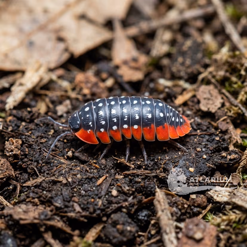 Clown Isopod (Armadillidium klugii) (Dubrovnik) (Armadillidium klugii "Dubrovnik")
