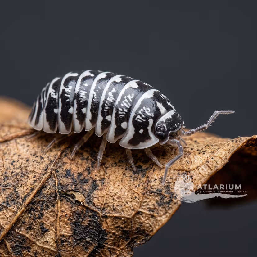 Isópodo Cebra (Maculatum) (Armadillidium maculatum)