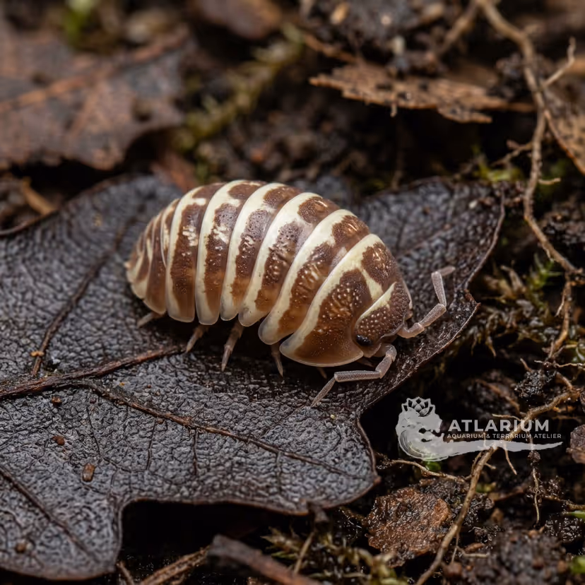 Isópodo Cebra (Maculatum) (Chocolate) (Armadillidium maculatum "Chocolate")