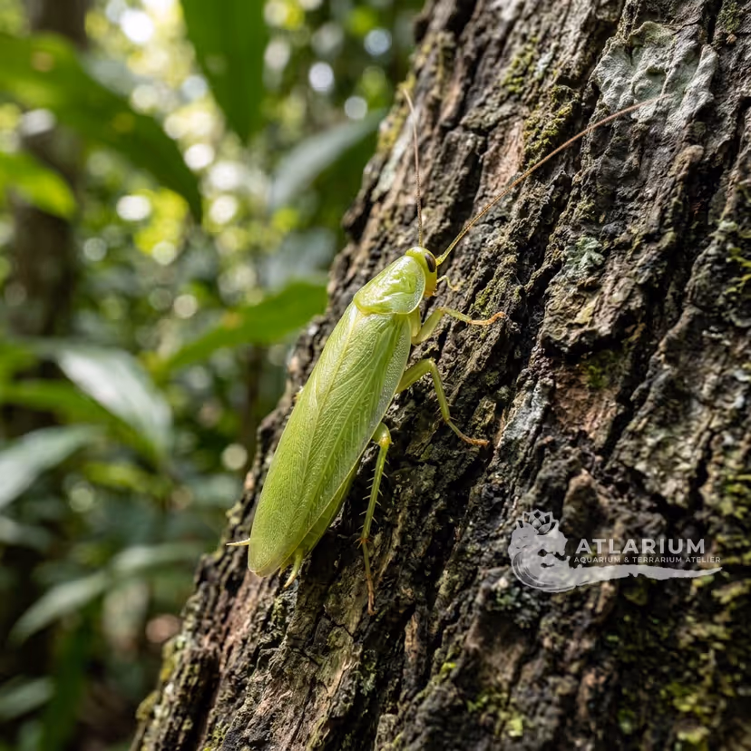 Blatta banana verde (Panchlora nivea)