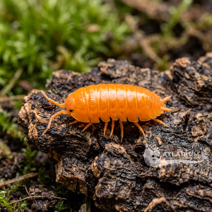 Orange swift woodlouse (Porcellio laevis "Orange")
