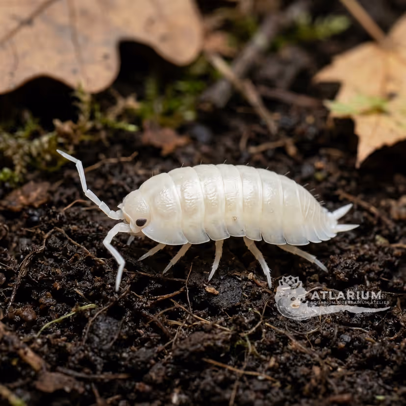 Cochinilla de humedad lisa White (Porcellio laevis "White")