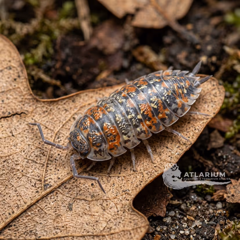 Rough Woodlouse (Porcellio scaber) (Calico) (Porcellio scaber "Calico")