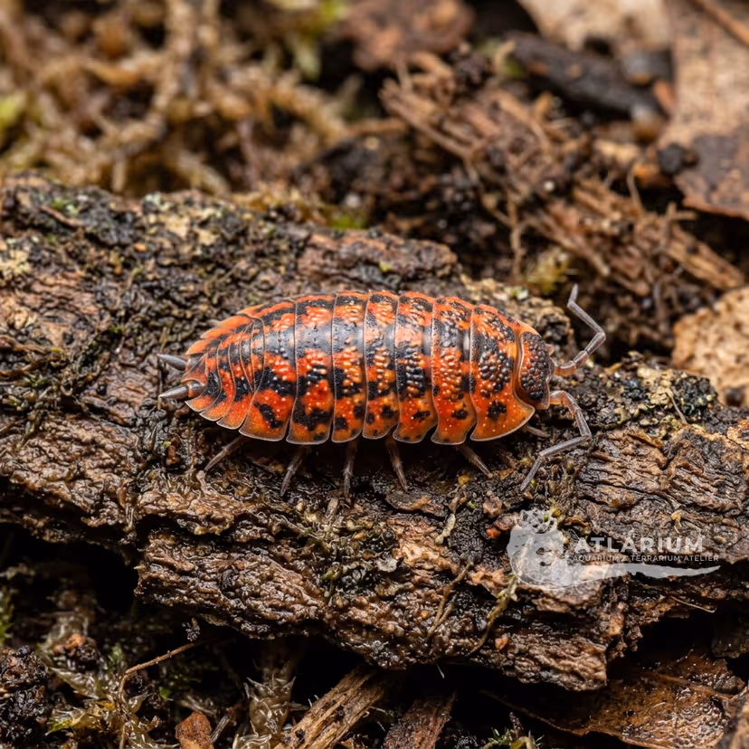 Lava Isopod (Porcellio scaber "Lava")