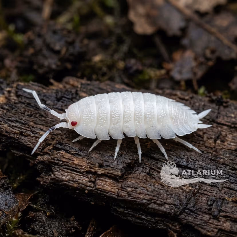 Cochinilla de la humedad "Snow" (Porcellio scaber "Snow")