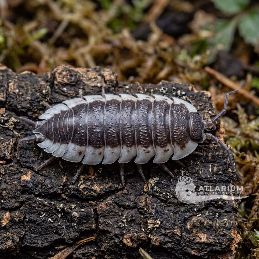 Sevilla Giant Isopod