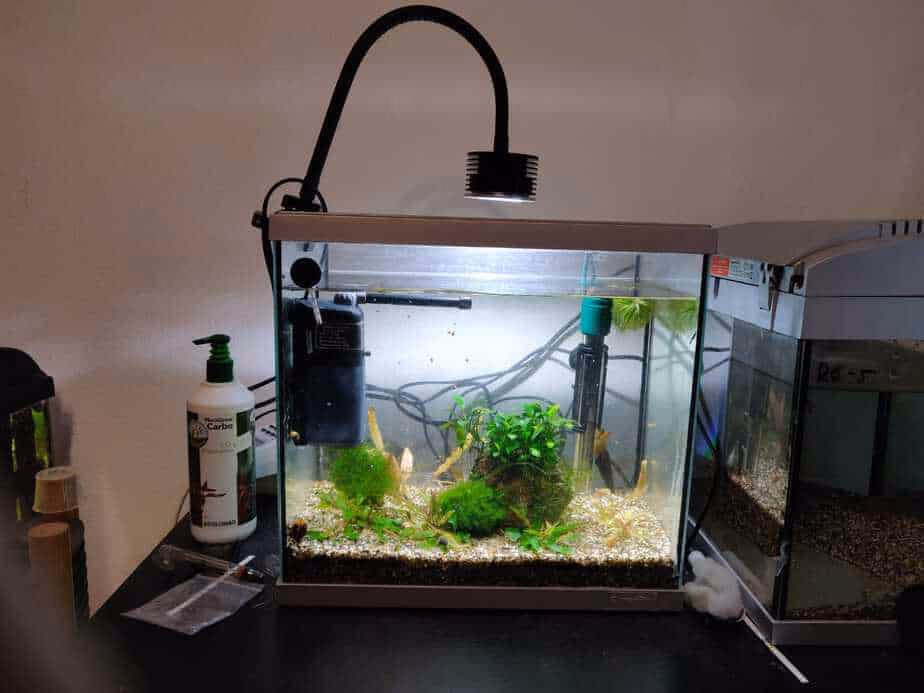 Lominie LED Asta 20 Saltwater