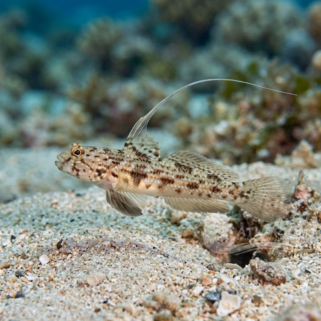 Long-filament Shrimpgoby