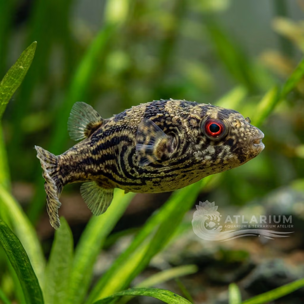 Pesce palla occhio rosso (Carinotetraodon lorteti)