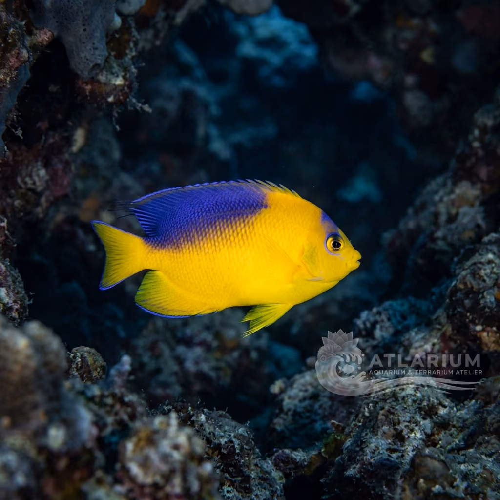 Colin's Angelfish (Centropyge colini)