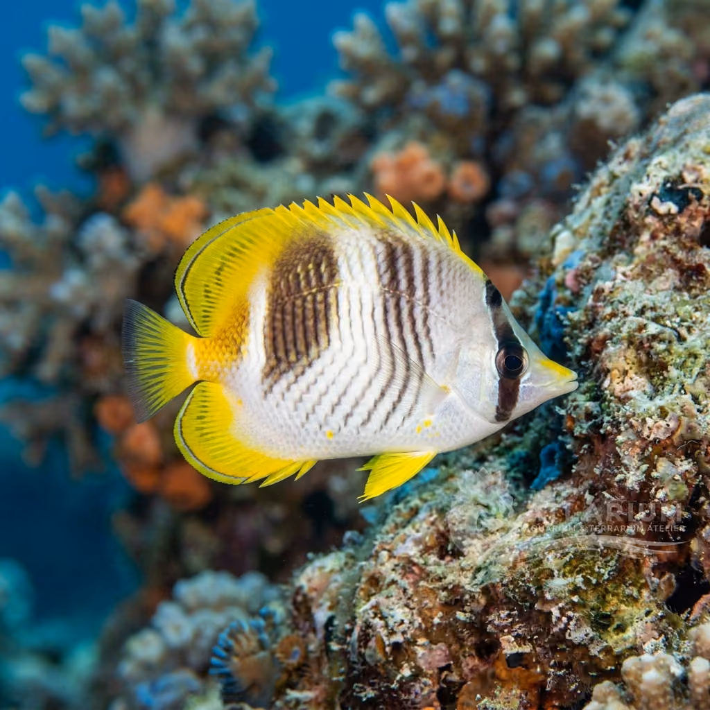 Pesce Farfalla Somalo
