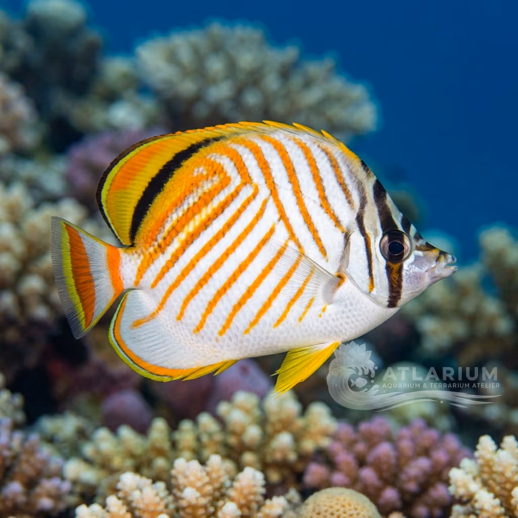 Pesce farfalla ornato