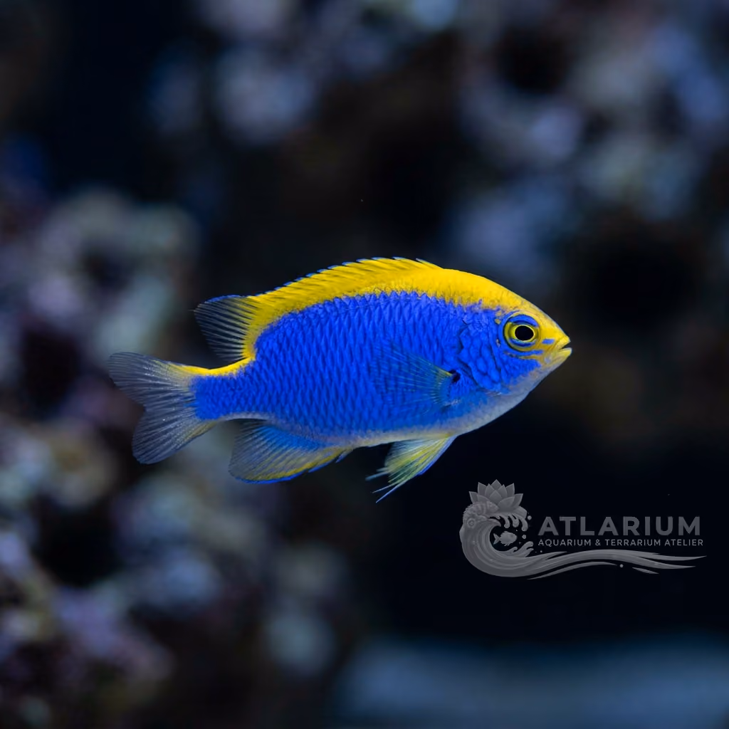 Damisela de Starck (Chrysiptera starcki)
