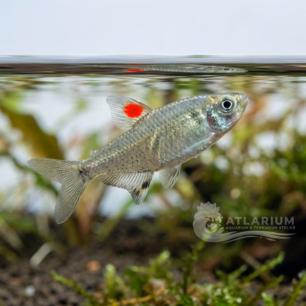 Copella Maculata (Copella nattereri)