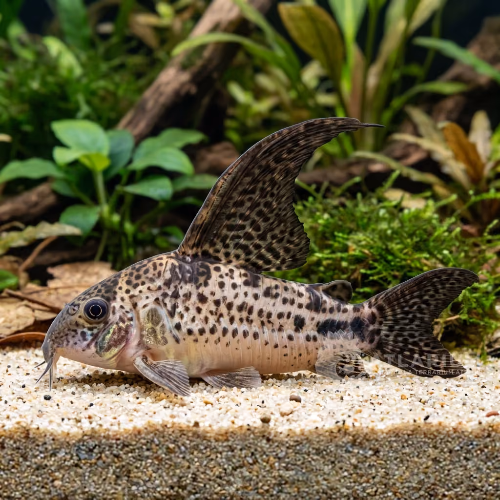 Robust Cory (Corydoras robustus)