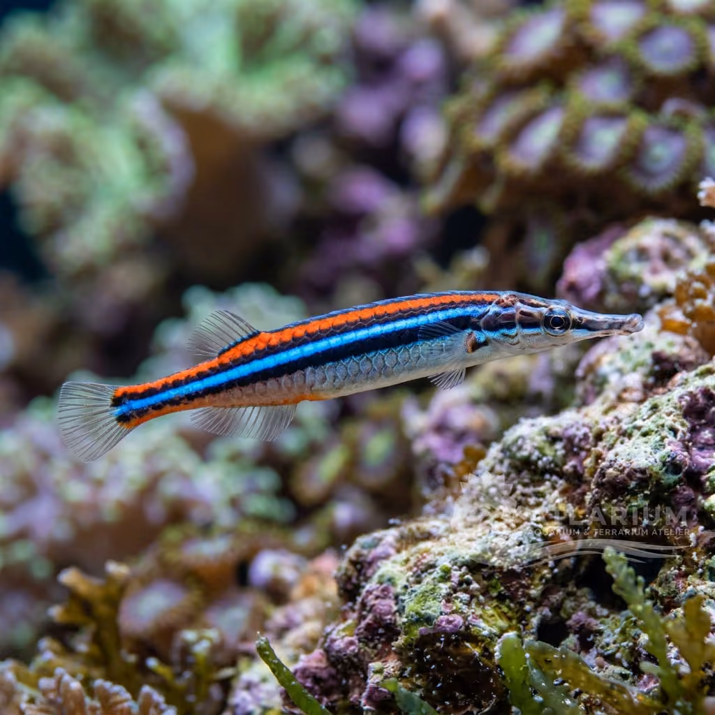 Pesce ago bandato blu (Doryrhamphus excisus)