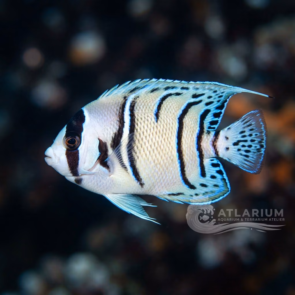 Pez ángel enmascarado (Genicanthus personatus)