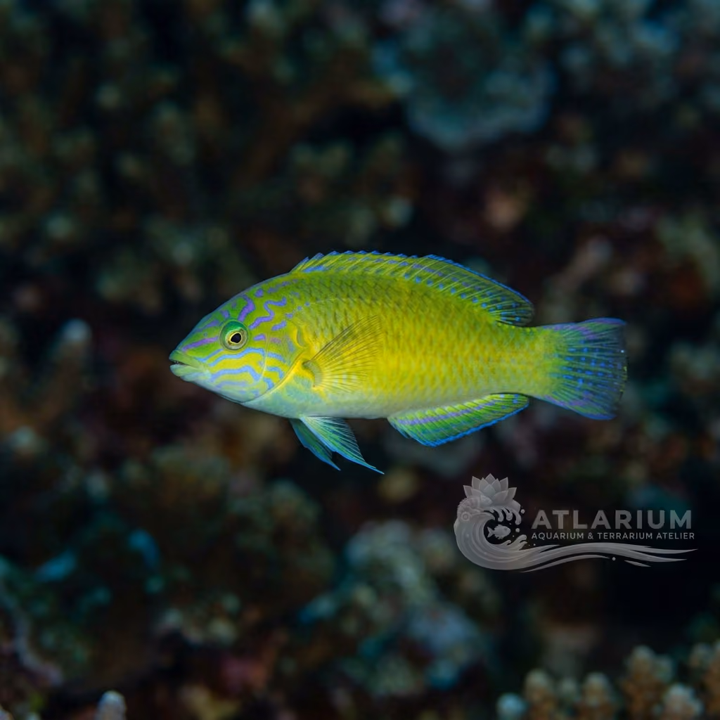 Green Wrasse (Halichoeres chloropterus)