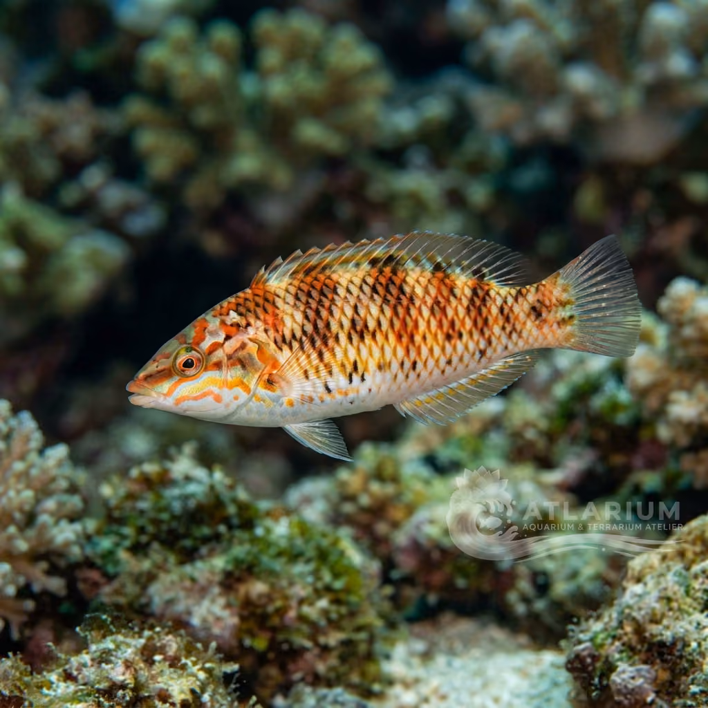 Tordo di Socorro (Halichoeres insularis)
