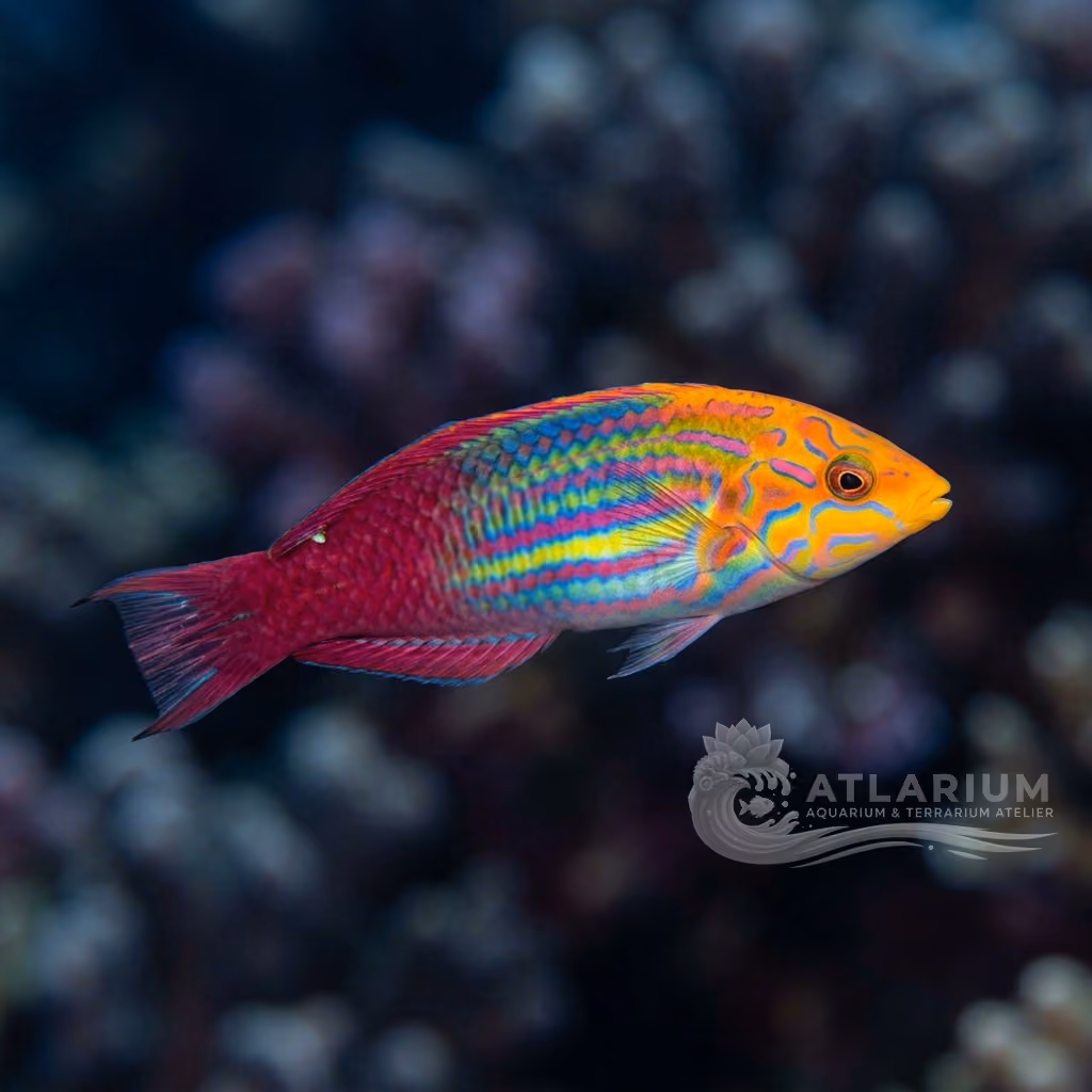 Radiant Wrasse (Halichoeres iridis)