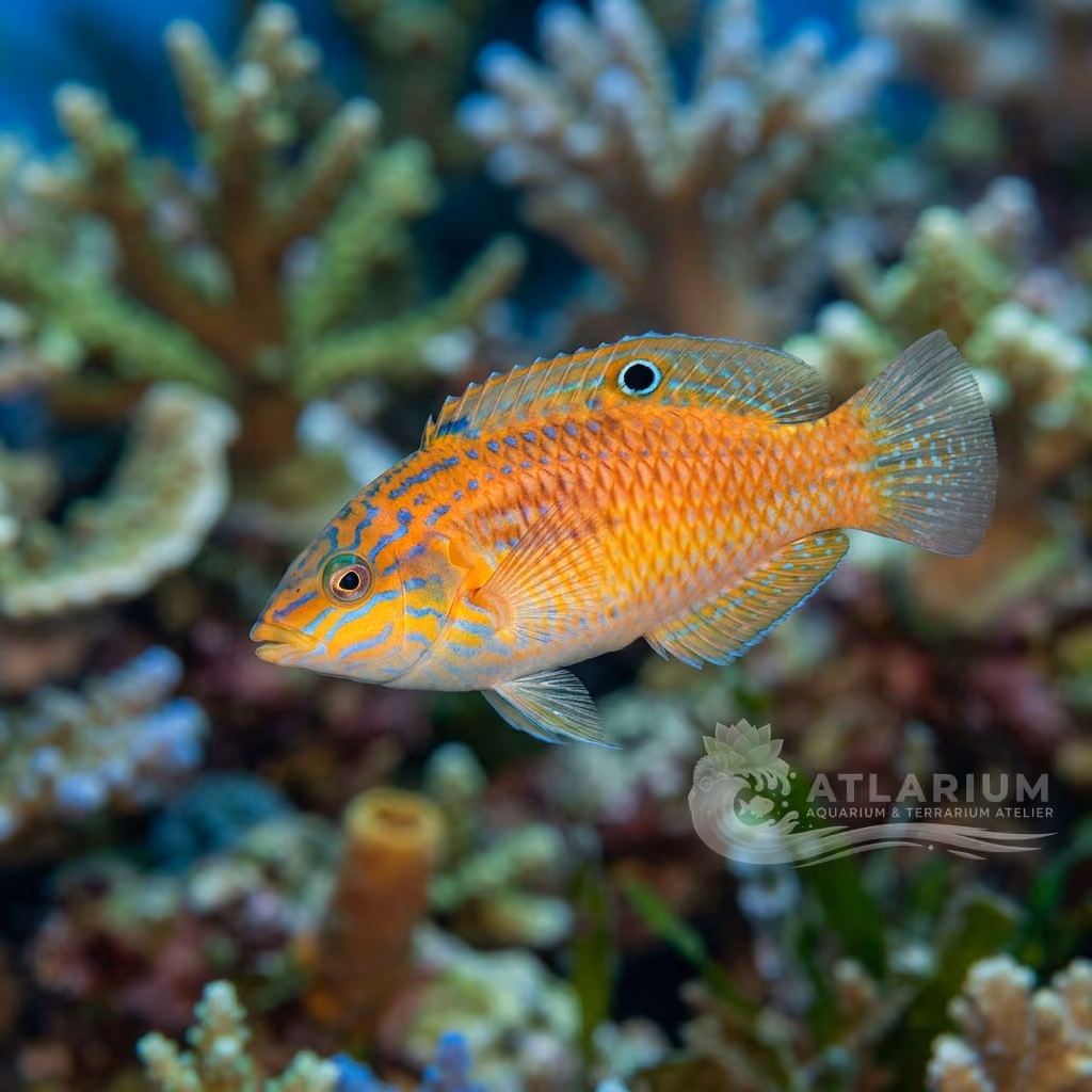 Donzella orientale (Halichoeres orientalis)