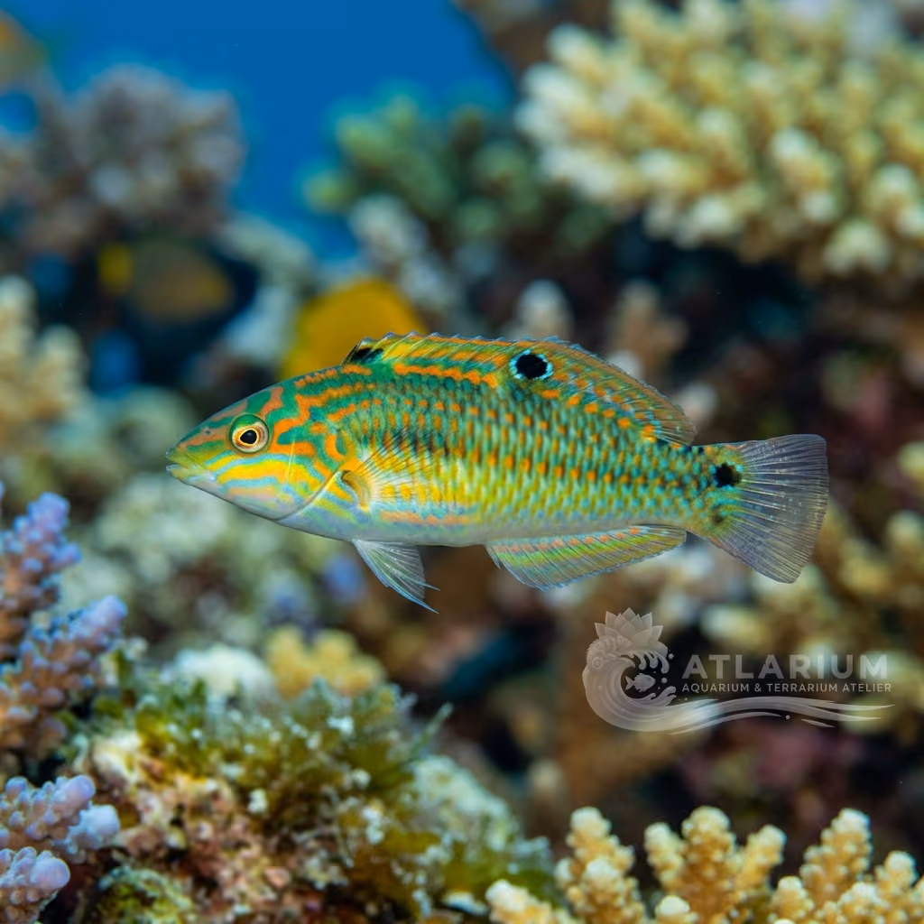 Social Wrasse (Halichoeres socialis)