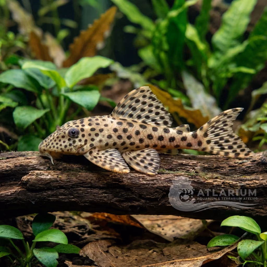 Pankimpuju Pleco (Peckoltia pankimpuju)