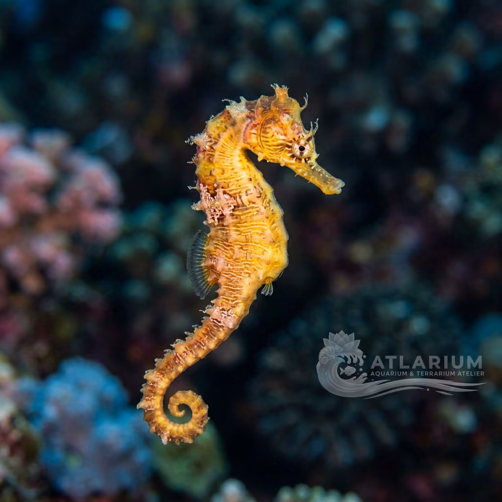 Cavalluccio marino tigre (Hippocampus comes)