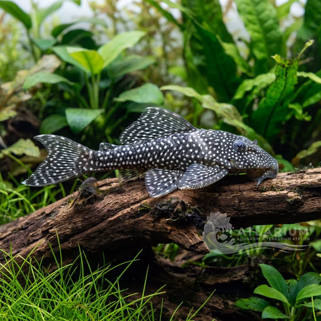 Pleco Ángel del Demini (L136)