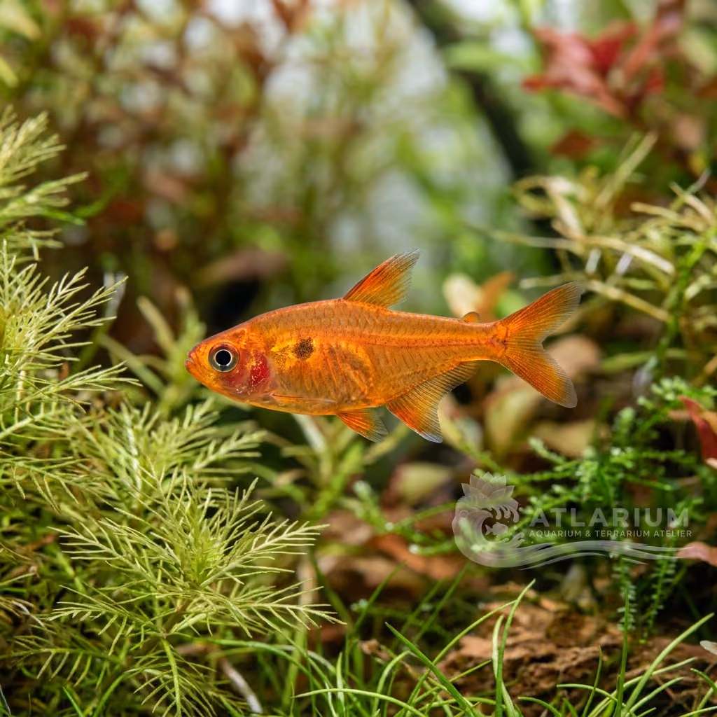 Tetra brasa (Hyphessobrycon amandae)