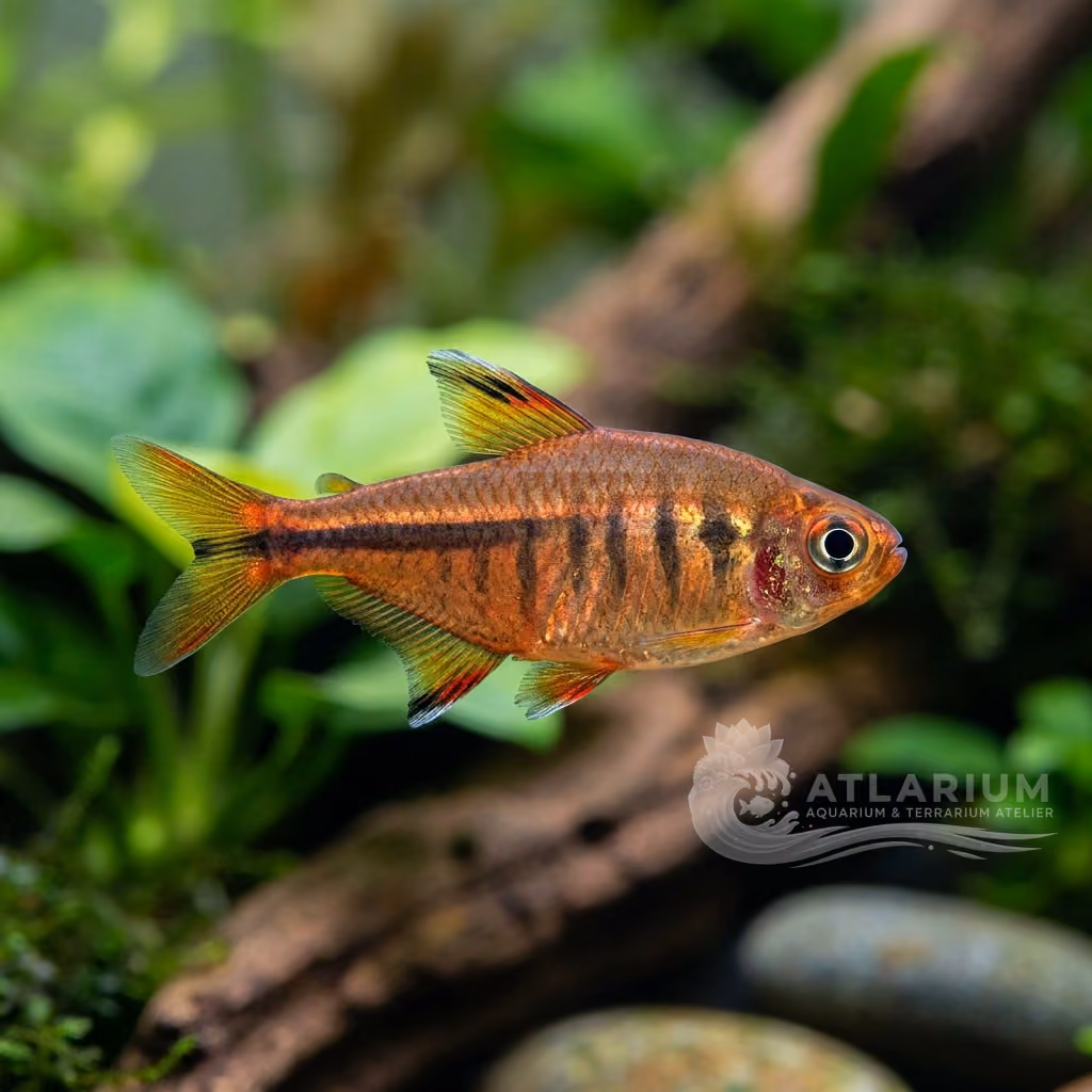 Tetra hexastichos (Hyphessobrycon hexastichos)