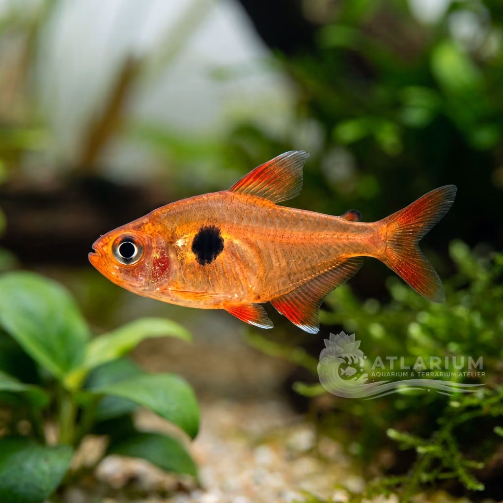 Tetra Fantasma Rojo (Hyphessobrycon sweglesi)