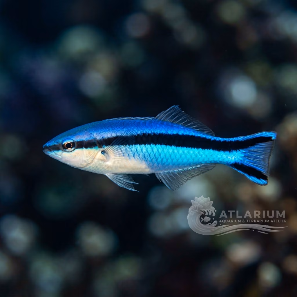 Bluestreak Cleaner Wrasse (Labroides dimidiatus)