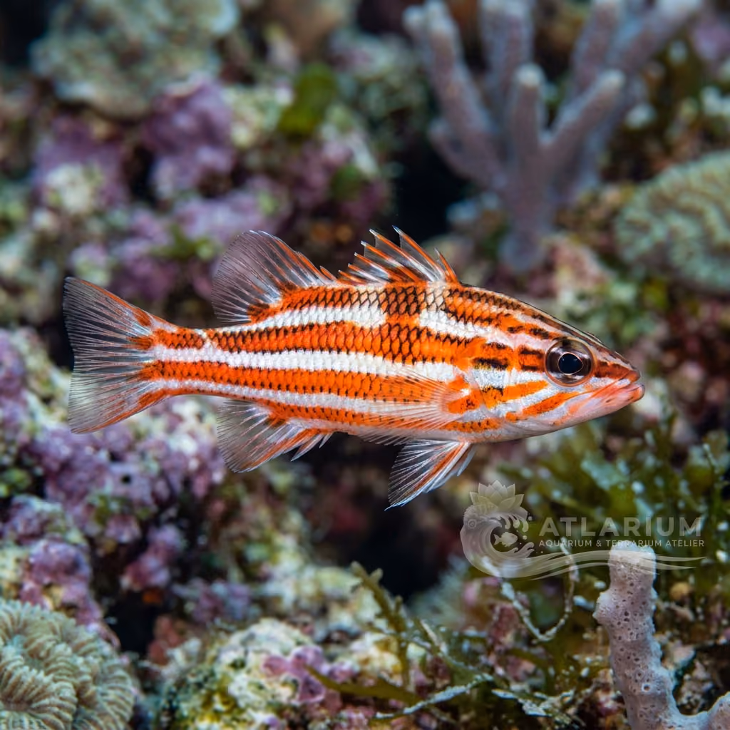Pesce persico svizzero