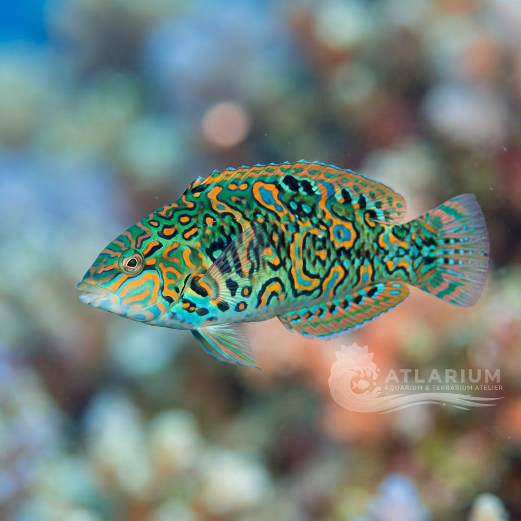Geisha Wrasse (Iniistius geisha)