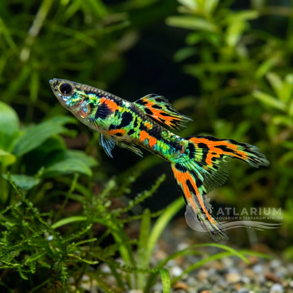 Guppy Híbrido Tiger Endler