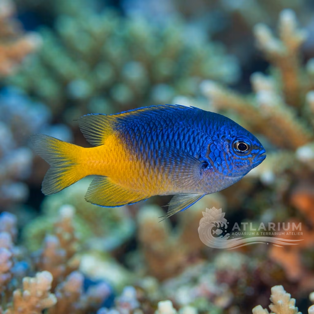 Whitetail Damselfish (Pomacentrus chrysurus)