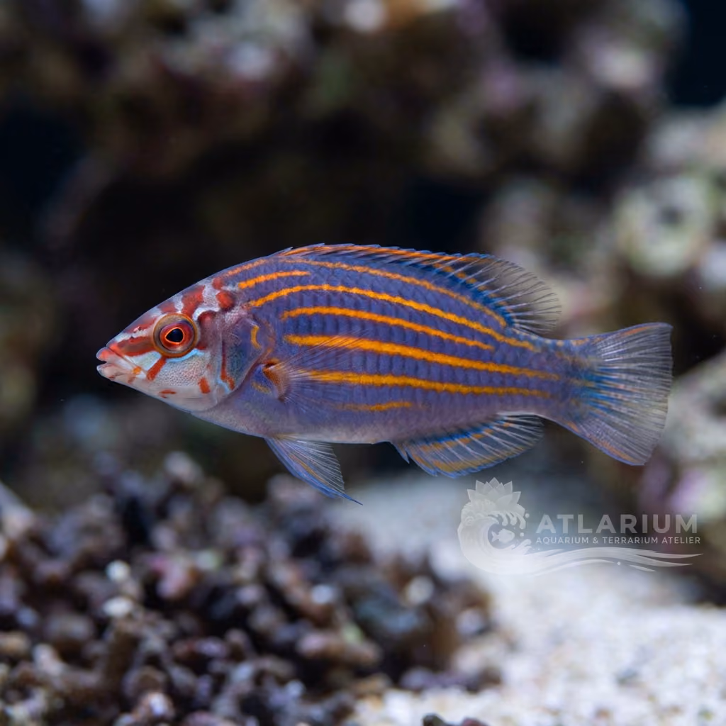 Six-line wrasse (Pseudocheilinus hexataenia)