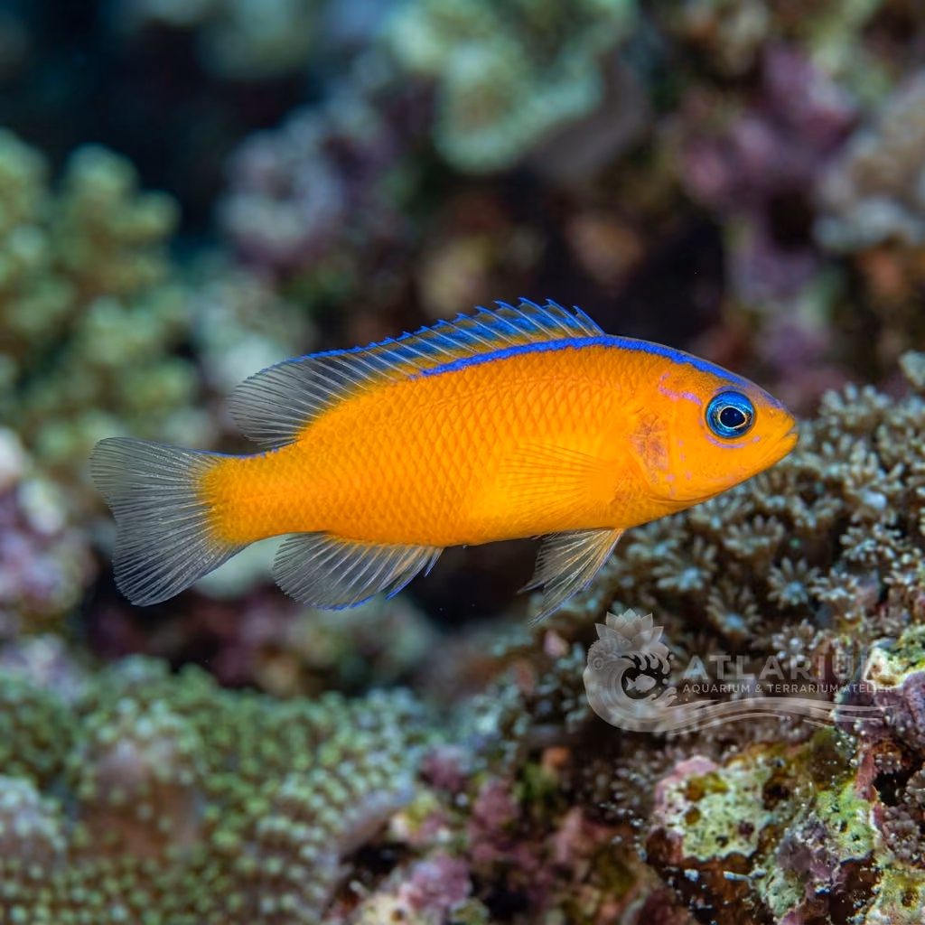 Gold-lined dottyback (Pseudochromis aurulentus)